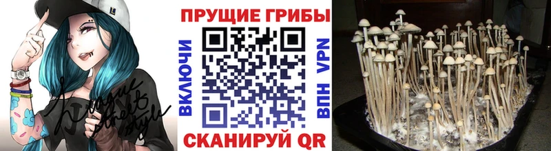 купить   Юрьев-Польский  Псилоцибиновые грибы GOLDEN TEACHER 